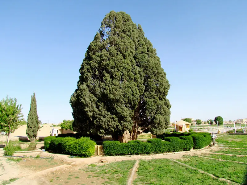 درخت سرو ابر کوه